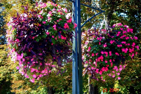 Canadian Flowers