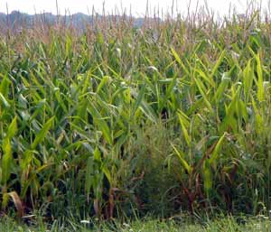 cornfields